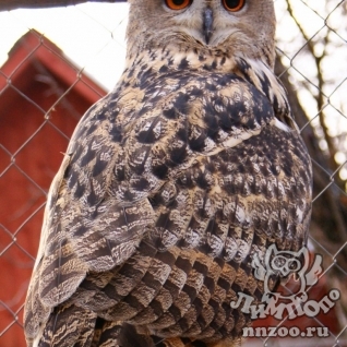 Филин (Bubo bubo)