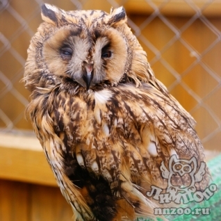 Ушастая сова (Asio otus)