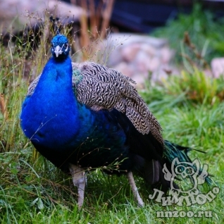 Павлин (Pavo cristatus)