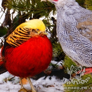 Золотой фазан (Chrysolophus pictus)