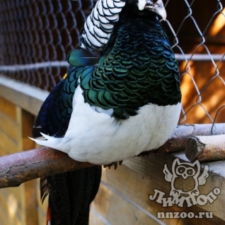 Алмазный фазан (Chrysolophus amherstiae)