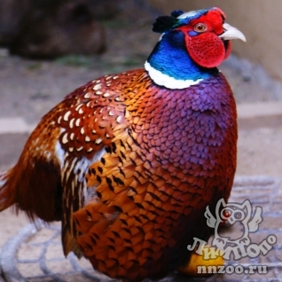 Обыкновенный фазан (Phasianus colchicus)