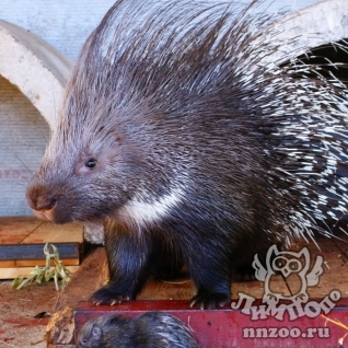 Индийский дикобраз (Hystrix indica)