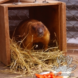 Степной сурок (байбак) (Marmota bobak)