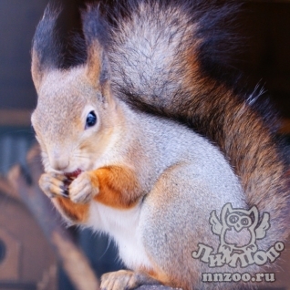 Белка обыкновенная (Sciurus vulgaris)