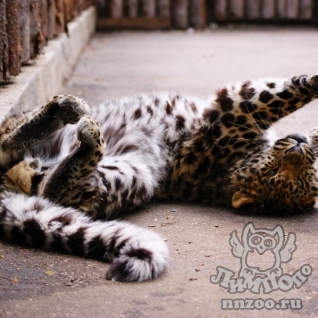 Дальневосточный (Амурский) леопард (Panthera pardus orientalis)