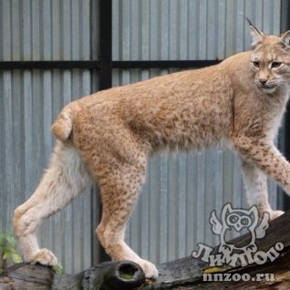 Рысь (Lynx lynx)