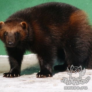Росомаха (Gulo gulo)