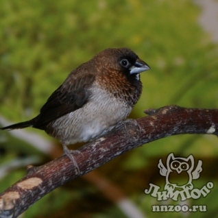 Японская амадина (Lonchura striata)