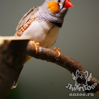 Зебровая амадина (Taeniopygia guttata)