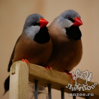 Острохвостая амадина (Poephila acuticauda)