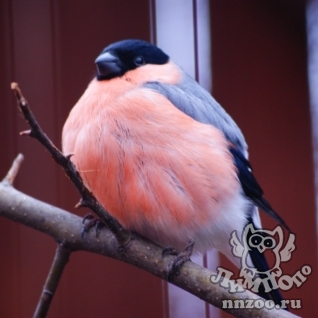 Снегирь (Pyrrhula pyrrhula)