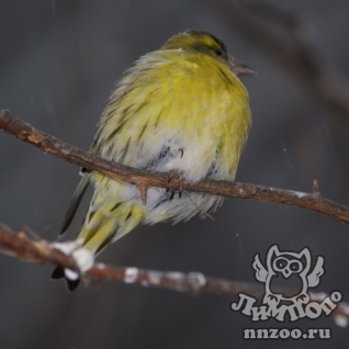 Чиж (Carduelis (Spinus) spinus)