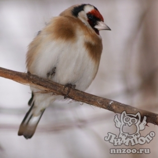 Щегол (Carduelis carduelis)