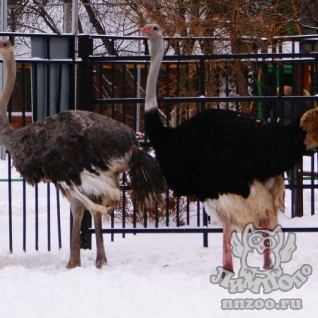 Африканский страус (Struthio Сamelus)