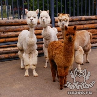 Альпака (Lama pacos)
