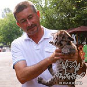 Семейство пум увеличилось вдвое