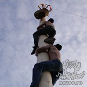 "Широкая масленица" собрала в "Лимпопо" более 5000 нижегородцев