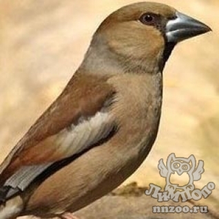 Обыкновенный дубонос (Coccothraustes coccolhraustes)