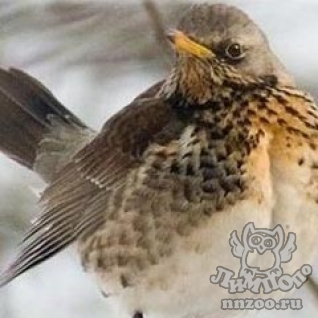 Рябинник (Turdus pilaris)