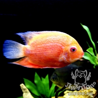Цихлазома Северум (Cichlasoma severum)