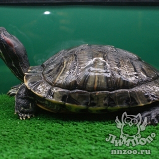Красноухая черепаха (Trachemys scripta)
