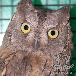 Сплюшка (Otus scops)