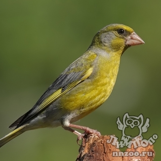 Зеленушка (Carduelis (Chloris) chloris)