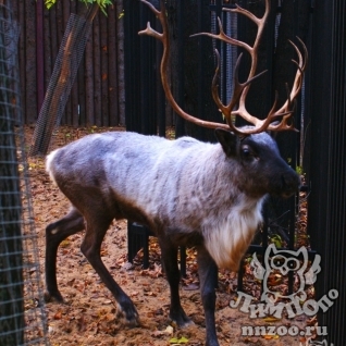 Северный олень (Rangifer tarandus)