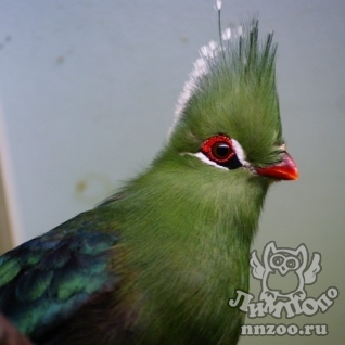 Турако Ливингстона (Tauraco corythaix livingstonii)