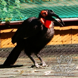 Кафрский рогатый ворон (Bucorvus cafer (leadbeateri))