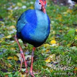 Каспийская султанка (Porphyrio porphyrio seistanicus)