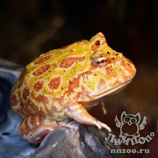 Чакская рогатка (Ceratophrys cranwelli)