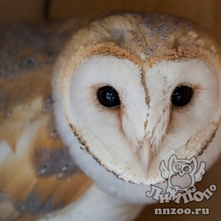 Обыкновенная сипуха (Tyto alba)