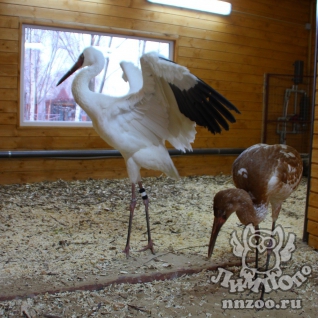 Белый журавль (Grus leucogeranus)