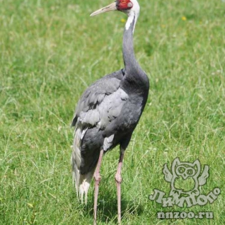 Даурский журавль (Grus vipio)