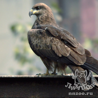 Чёрный коршун (Milvus migrans)