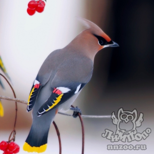 Свиристель (Bombycilla garrulus)