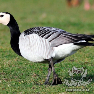 Казарка белощёкая (Branta leucopsis)