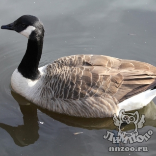 Канадская казарка (Branta canadensis)