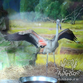 Розовый фламинго (Phoenicopterus roseus)