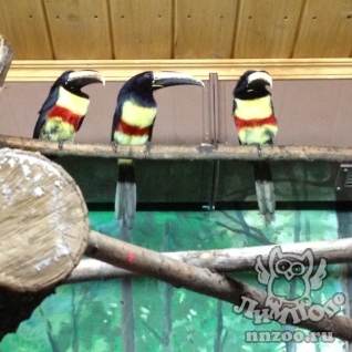 Черногорлый арасари (Pteroglossus aracari)
