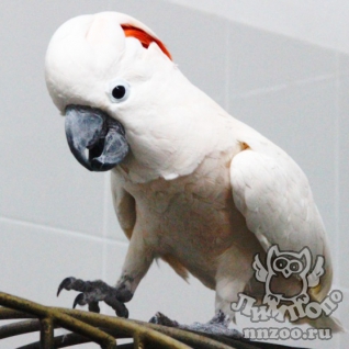 Молуккский какаду (Cacatua moluccensis)