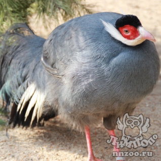 Синий ушастый фазан (Crossoptilon auritum)