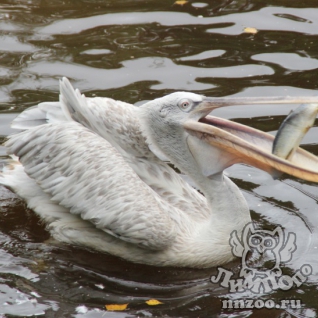 Кудрявый пеликан (Pelecanus crispus)