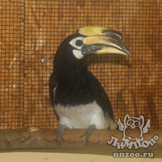 Азиатская птица-носорог (Anthracoceros albirostris)