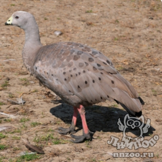 Куриный гусь (Cereopsis novaehollandiae)
