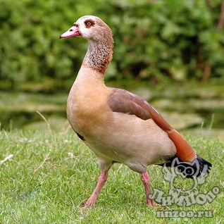 Египетский гусь (Alopochen aegyptiacus)