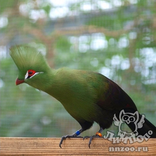 Гвинейский турако (Tauraco persa)