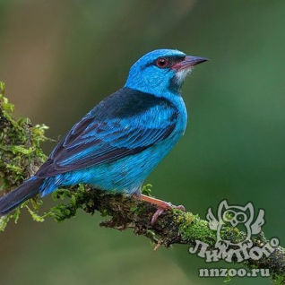 Синий дакнис ( Dacnis cayana)